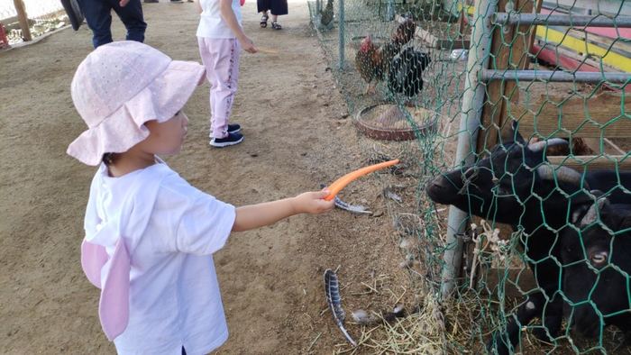 A child holding out feed to a farm animal
