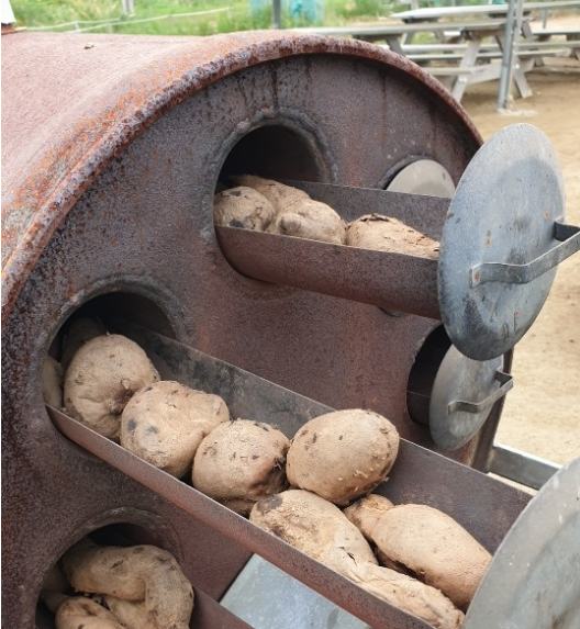 The oil-drum sweet potato roaster